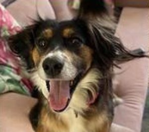 Foto original del perro